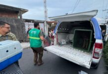 Operação resgata 24 cachorros em situação de maus-tratos em Manaus