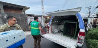 Operação resgata 24 cachorros em situação de maus-tratos em Manaus
