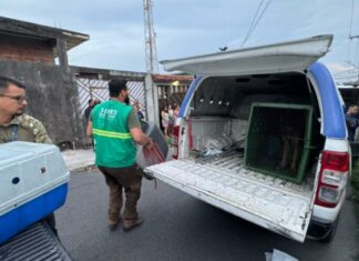 Operação resgata 24 cachorros em situação de maus-tratos em Manaus