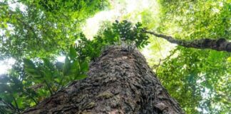 Suíça anuncia doação de R$ 33 milhões para Fundo Amazônia