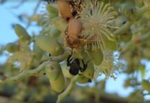 Ribeirinhos e indígenas participam de curso para melhorar criação de abelhas sem ferrão no interior do AM