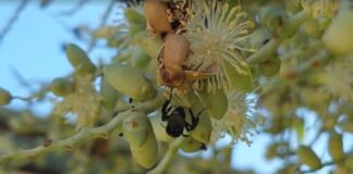 Ribeirinhos e indígenas participam de curso para melhorar criação de abelhas sem ferrão no interior do AM