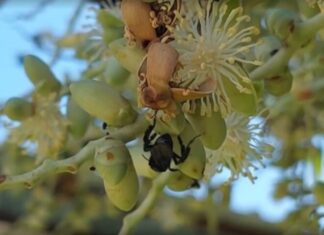 Ribeirinhos e indígenas participam de curso para melhorar criação de abelhas sem ferrão no interior do AM
