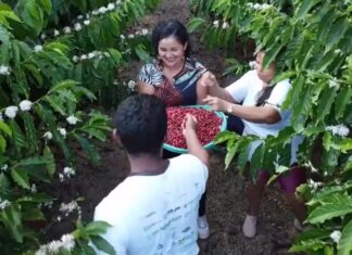 Café vira aposta no interior do AM e multiplica ganhos de agricultores com cultivo sustentável