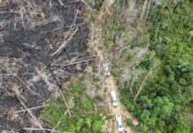 Multas contra o desmatamento somam mais de R$ 13 milhões no AM