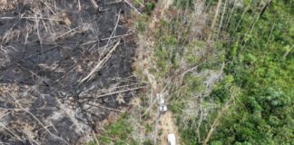 Multas contra o desmatamento somam mais de R$ 13 milhões no AM