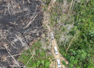 Multas contra o desmatamento somam mais de R$ 13 milhões no AM