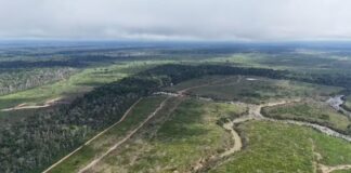 Maior desmatamento do ano no AM resulta em multa de R$ 24,3 milhões, diz Ipaam