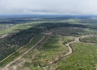 Maior desmatamento do ano no AM resulta em multa de R$ 24,3 milhões, diz Ipaam