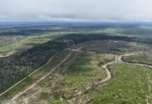 Maior desmatamento do ano no AM resulta em multa de R$ 24,3 milhões, diz Ipaam