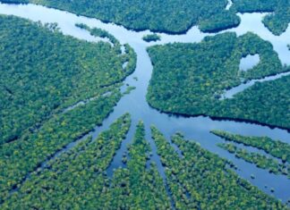 Amazonas tem a menor taxa de desmatamento desde 2017, aponta Prodes