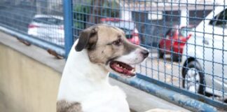 Fogos de artifício acarretam sofrimento físico e risco para animais