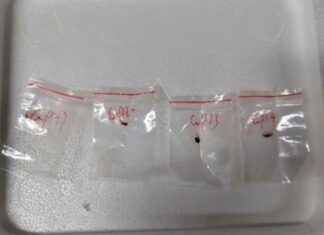 Cientista que tentou contrabandear fungo para os EUA é deportada