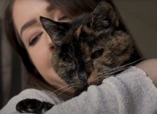 Conheça Flossie, a gatinha mais velha do mundo que completou 30 anos de vida