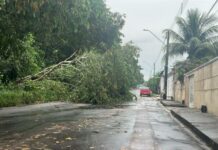Árvore cai na zona oeste de Manaus; veja as ocorrências de chuva registradas