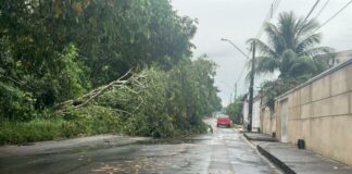 Árvore cai na zona oeste de Manaus; veja as ocorrências de chuva registradas