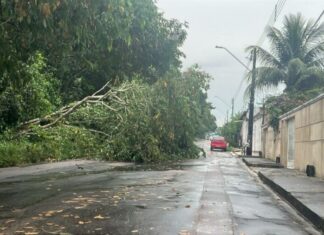 Árvore cai na zona oeste de Manaus; veja as ocorrências de chuva registradas