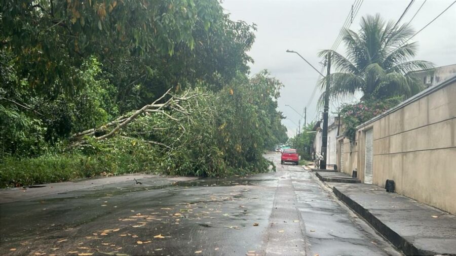 arvore-cai-d24am-2-1024x576