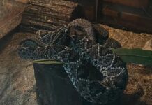 Serpentes lideram acidentes com animais peçonhentos no Amazonas em 2025; saiba como prevenir