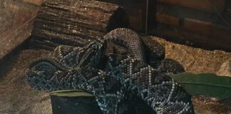 Serpentes lideram acidentes com animais peçonhentos no Amazonas em 2025; saiba como prevenir