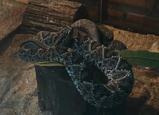 Serpentes lideram acidentes com animais peçonhentos no Amazonas em 2025; saiba como prevenir