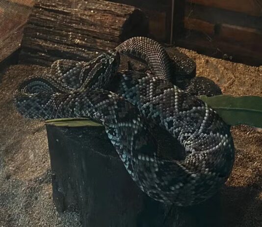 Serpentes lideram acidentes com animais peçonhentos no Amazonas em 2025; saiba como prevenir