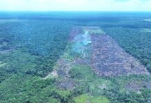 Multas por crimes ambientais no sul do AM somam mais de R$ 140 milhões