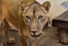 Leoa apresenta melhora e tem data para voltar à jaula após morte de jovem