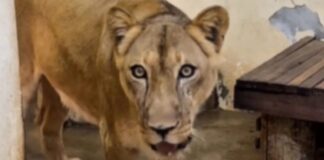 Leoa apresenta melhora e tem data para voltar à jaula após morte de jovem