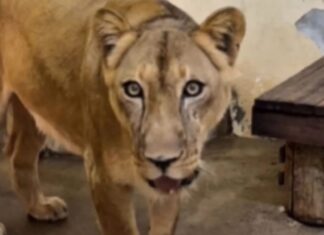 Leoa apresenta melhora e tem data para voltar à jaula após morte de jovem