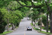 Lei autoriza poda de árvore por profissional em caso de omissão do poder público