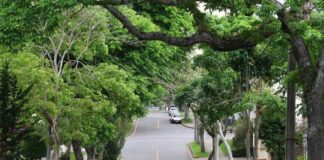 Lei autoriza poda de árvore por profissional em caso de omissão do poder público