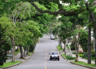 Lei autoriza poda de árvore por profissional em caso de omissão do poder público