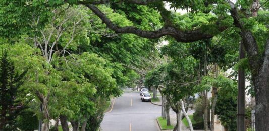 Lei autoriza poda de árvore por profissional em caso de omissão do poder público