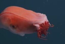 Cientistas registram polvo gigante de sete braços a quase 1 km de profundidade
