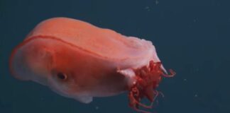 Cientistas registram polvo gigante de sete braços a quase 1 km de profundidade