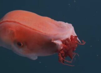 Cientistas registram polvo gigante de sete braços a quase 1 km de profundidade