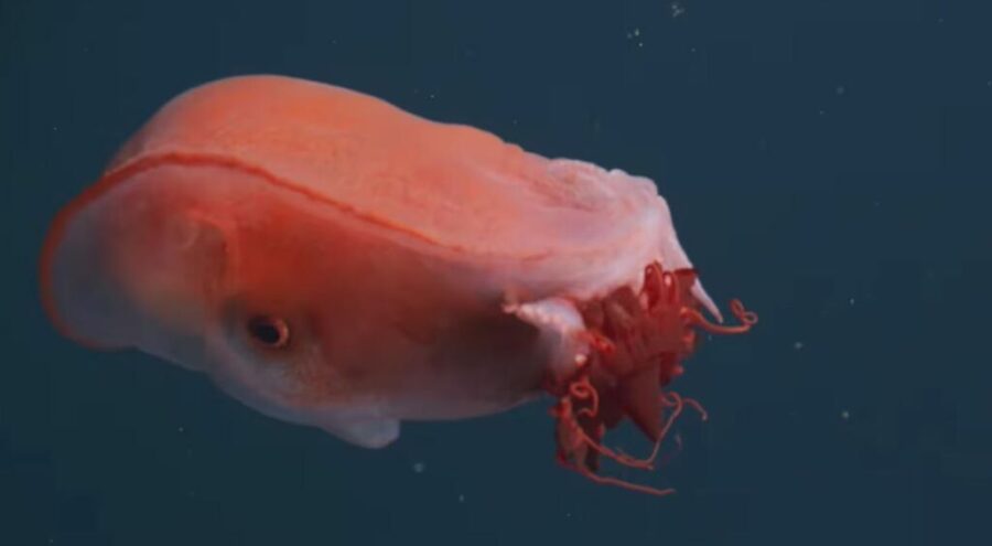 polvo_D24am-1024x563