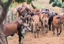 Casos de raiva animal são confirmados após morte de bezerros no interior do AM