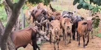 Casos de raiva animal são confirmados após morte de bezerros no interior do AM