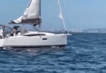 Orcas que afundaram barcos criaram linguagem própria nunca ouvida antes