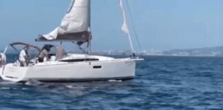 Orcas que afundaram barcos criaram linguagem própria nunca ouvida antes