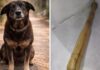 Laudo aponta que cachorro ‘Orelha’ teve pedaço de madeira introduzido no corpo