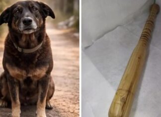 Laudo aponta que cachorro ‘Orelha’ teve pedaço de madeira introduzido no corpo