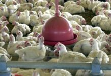 China encerra embargo e libera frango do RS após surto sanitário