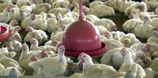 China encerra embargo e libera frango do RS após surto sanitário