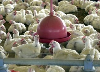China encerra embargo e libera frango do RS após surto sanitário