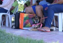 Manaus abrirá inscrição para castração gratuita de animais nos dias 29 e 30 de janeiro