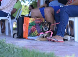Manaus abrirá inscrição para castração gratuita de animais nos dias 29 e 30 de janeiro