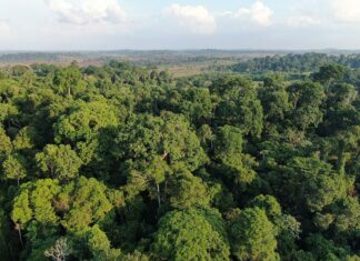 Amazônia entra em zona de risco com avanço do clima hipertropical